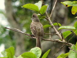 Elaenia flavogaster (Thunberg 1822) resmi