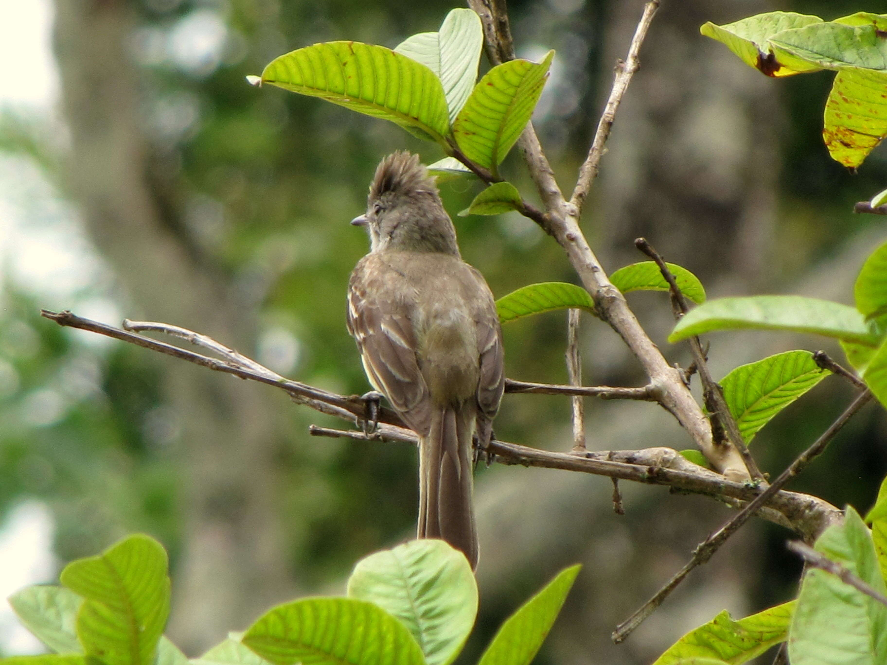 Elaenia flavogaster (Thunberg 1822) resmi