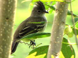 Elaenia flavogaster (Thunberg 1822) resmi