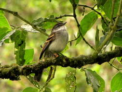 Image of White-throated Tyrannulet