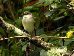 Image of White-throated Tyrannulet