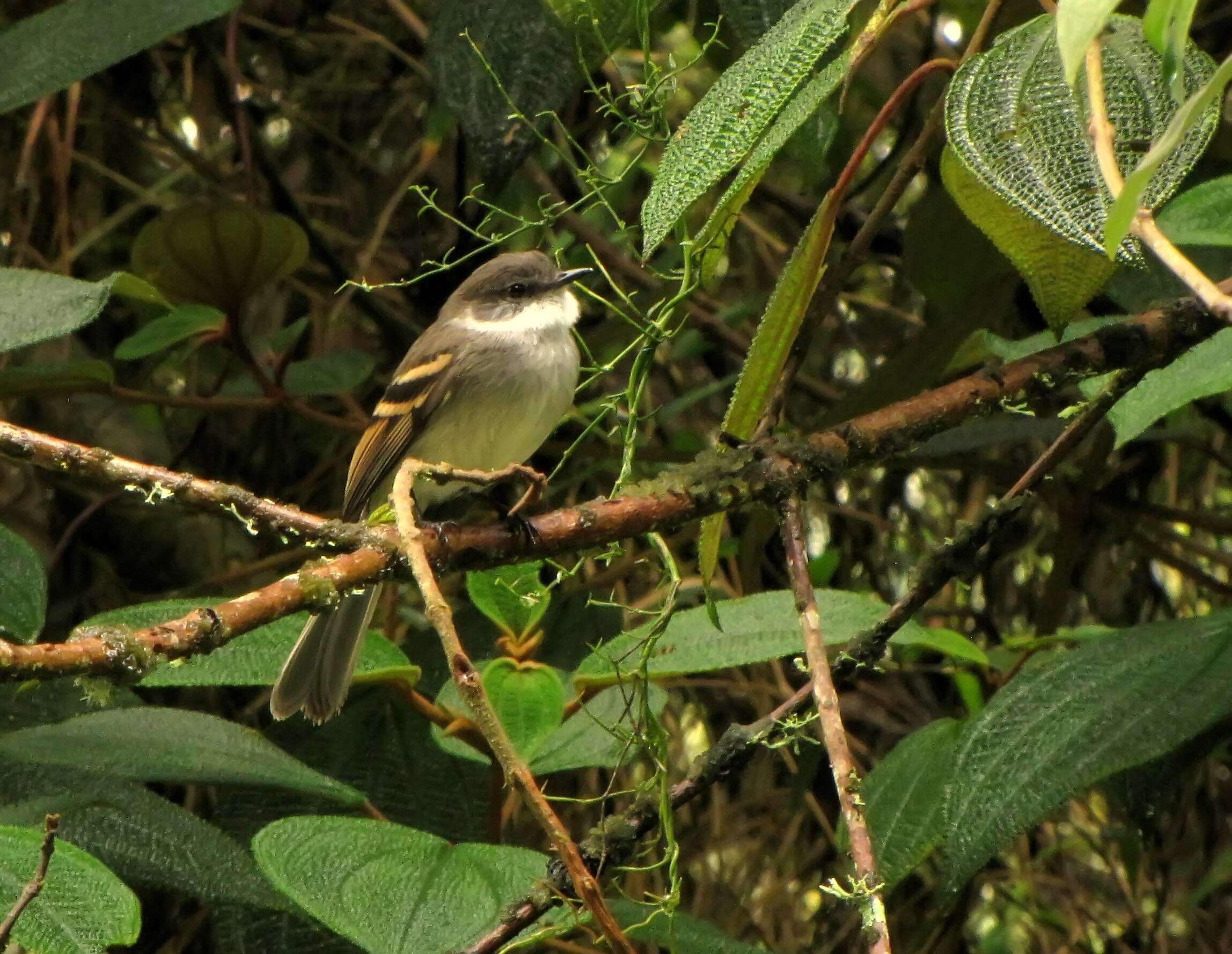 Image of White-throated Tyrannulet