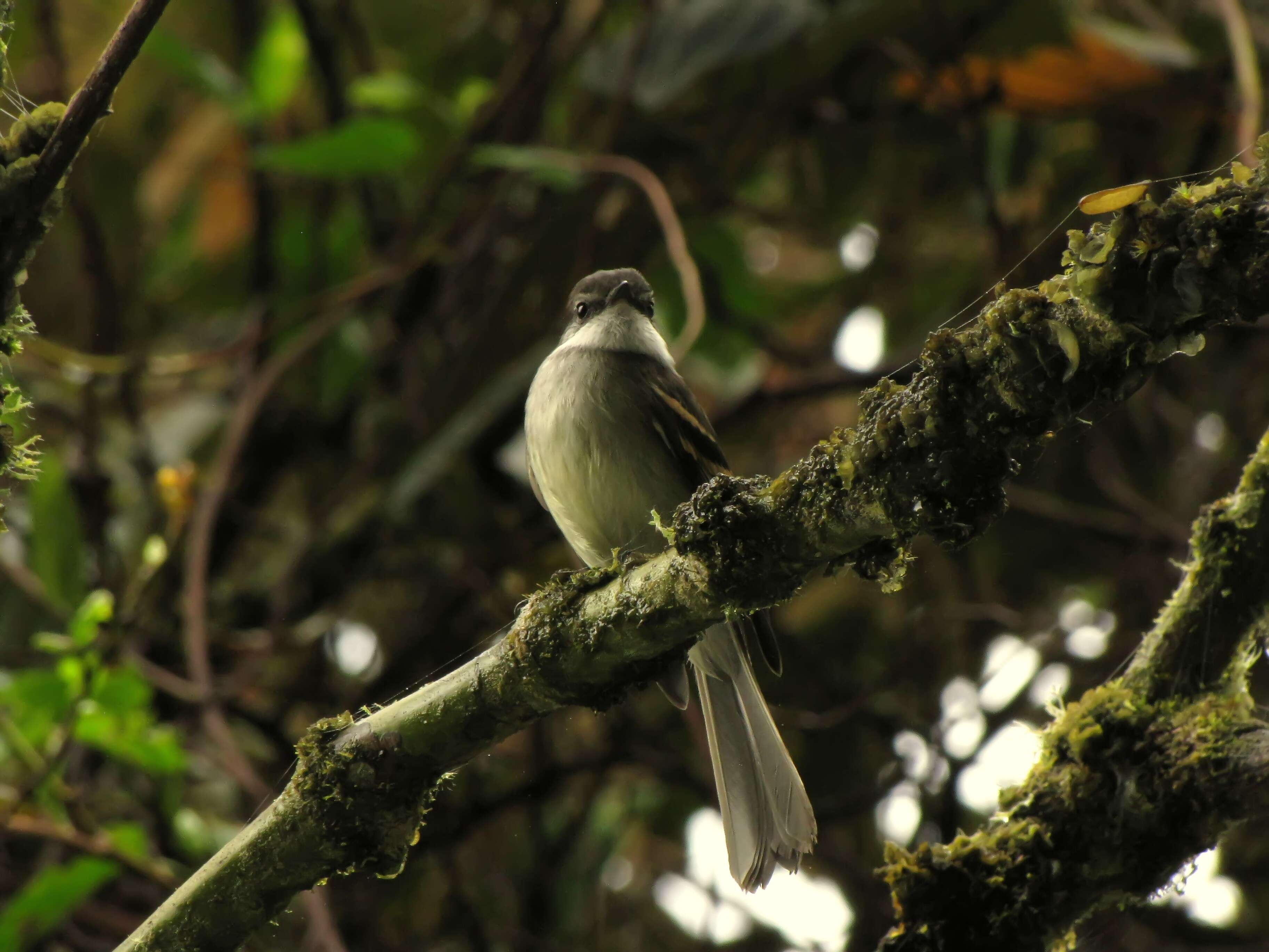 Image of White-throated Tyrannulet