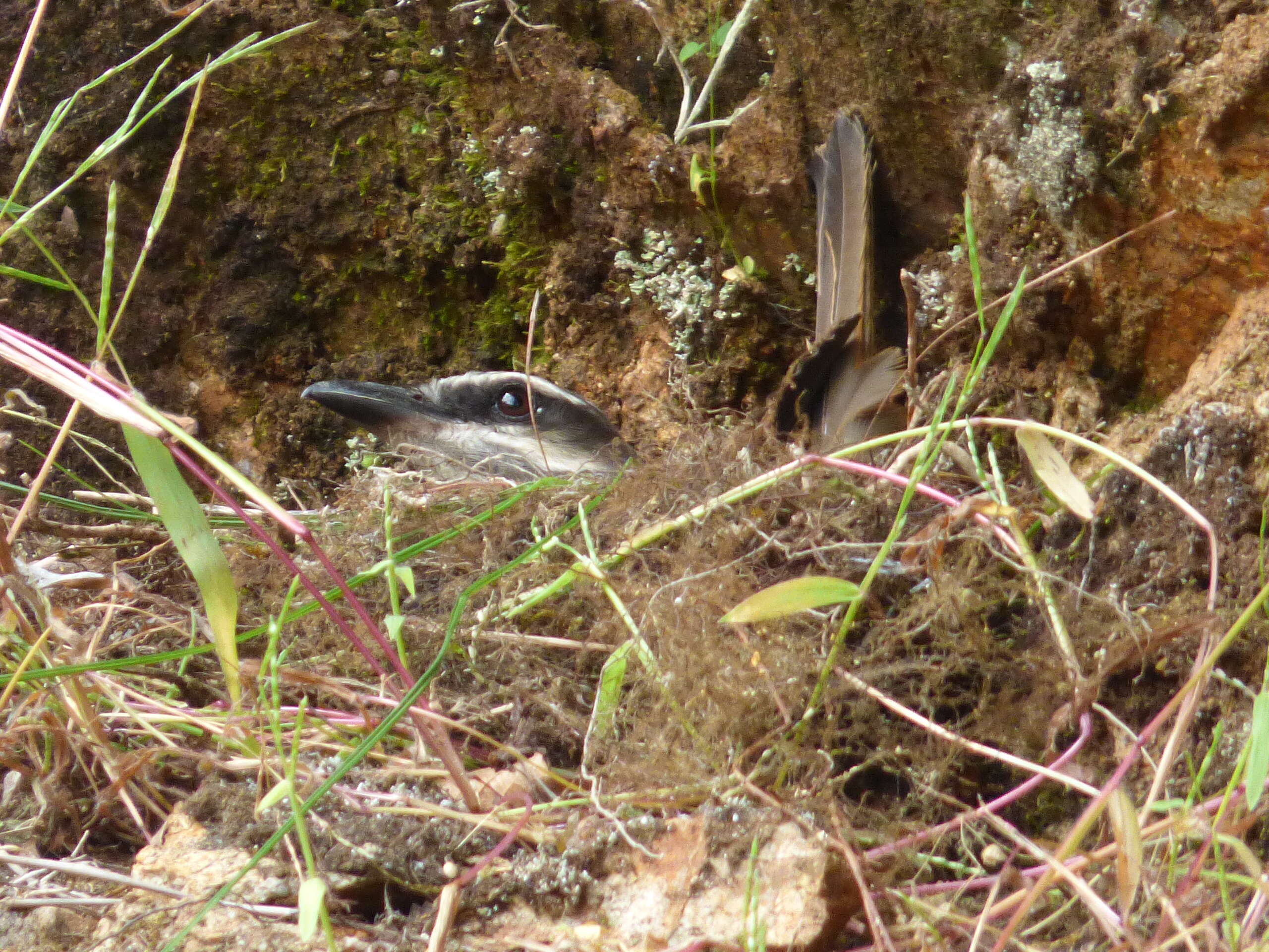 Image of Golden-crowned Flycatcher