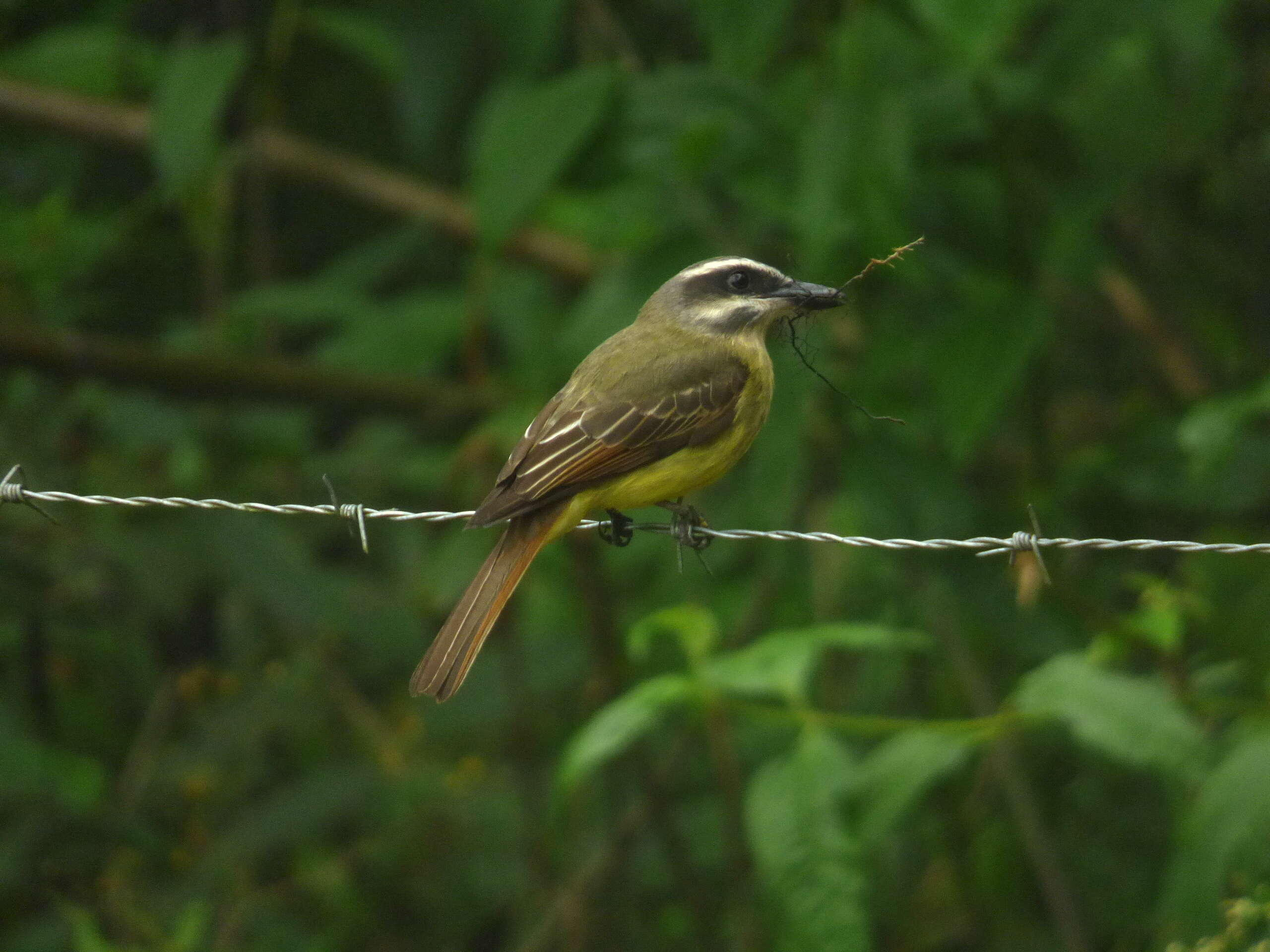 Image of Golden-crowned Flycatcher