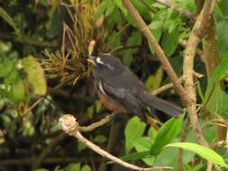 Ochthoeca cinnamomeiventris (Lafresnaye 1843)的圖片