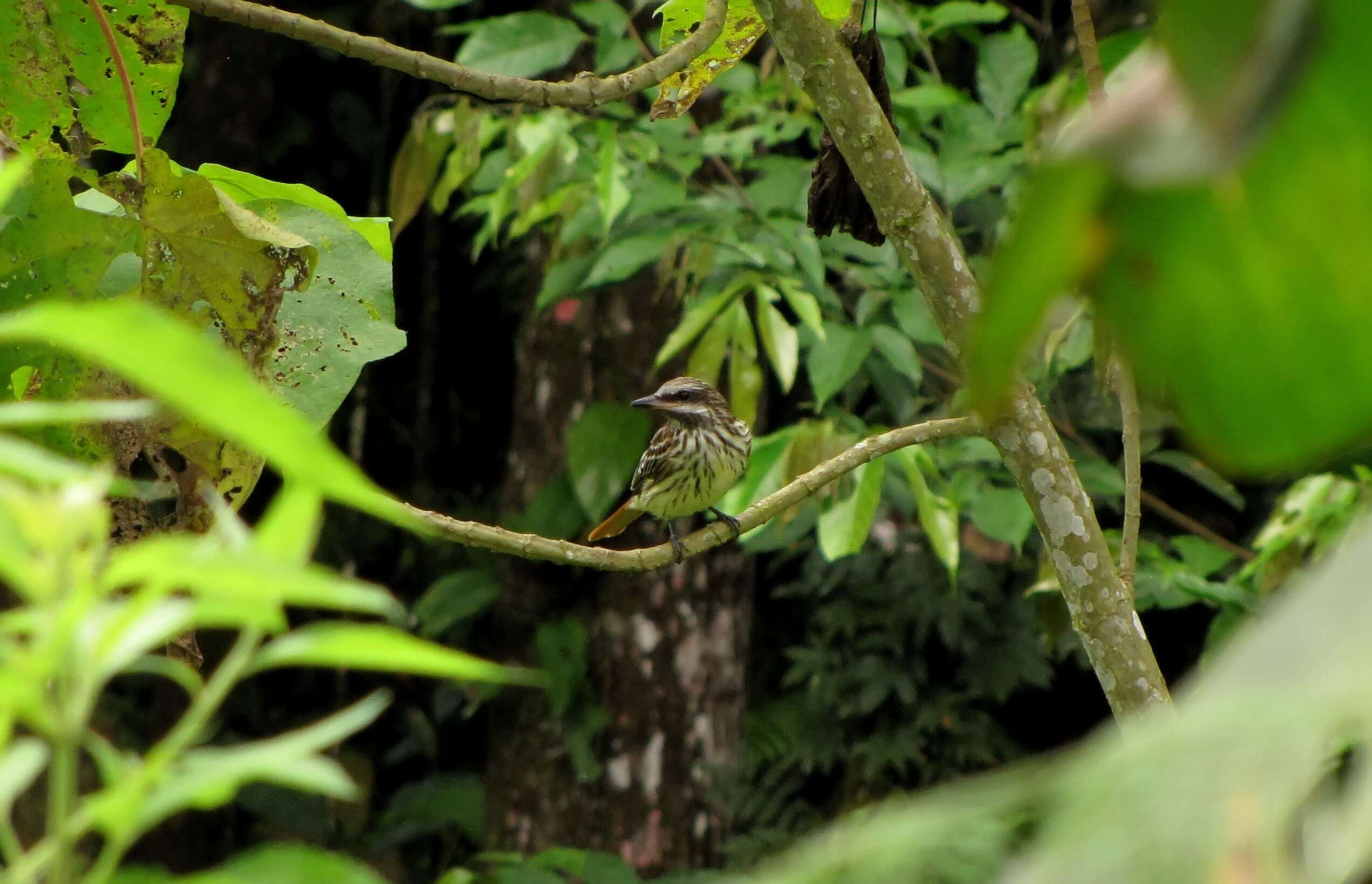 Image of Sulphur-bellied Flycatcher