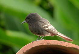 Imagem de Sayornis nigricans (Swainson 1827)