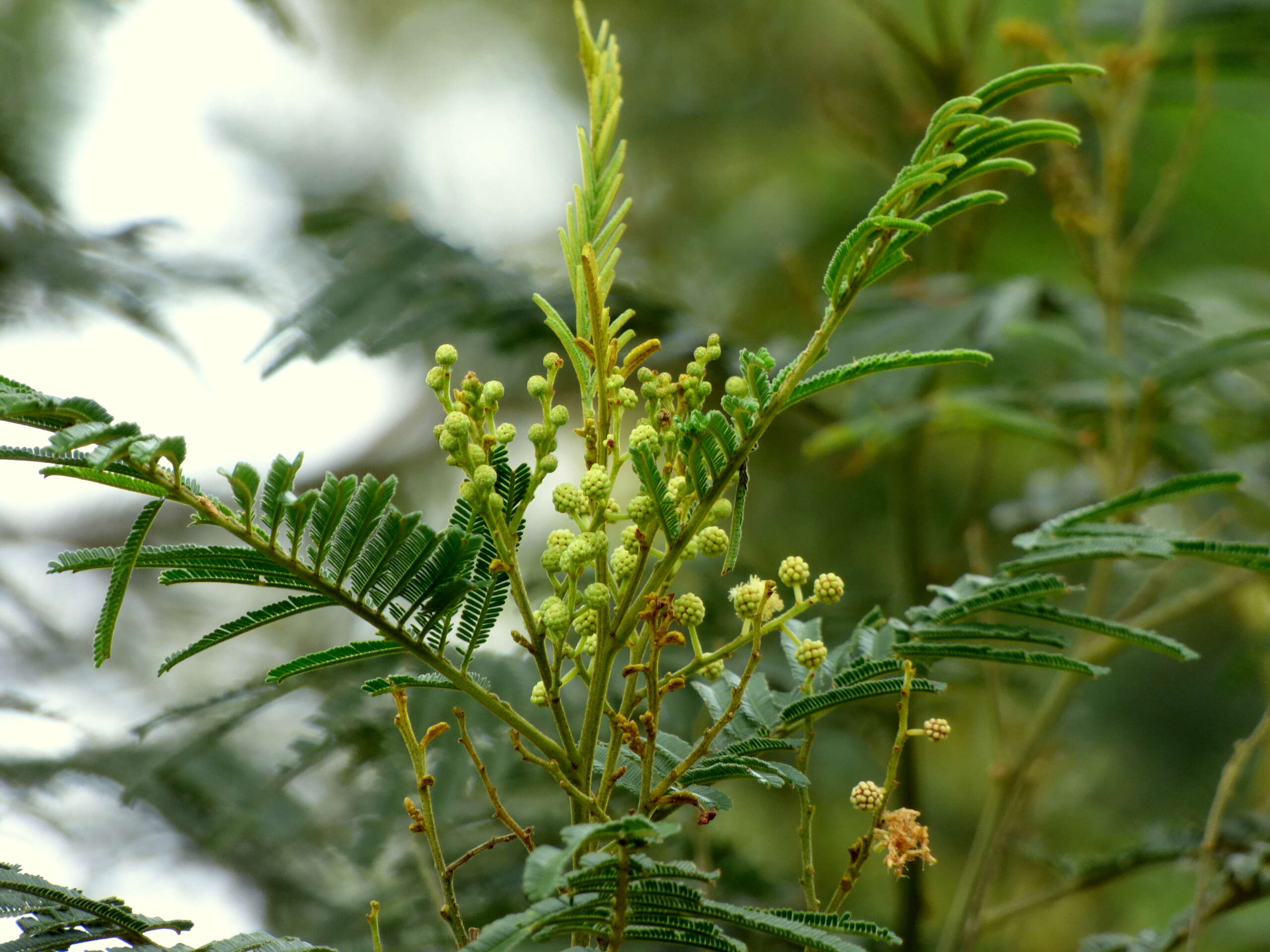 Plancia ëd Acacia decurrens Willd.