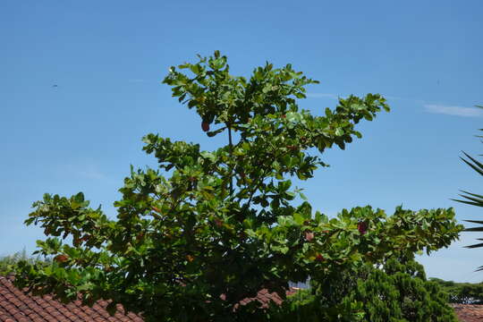 Image of tropical-almond