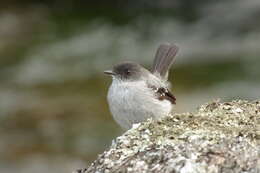 Image of Torrent Tyrannulet