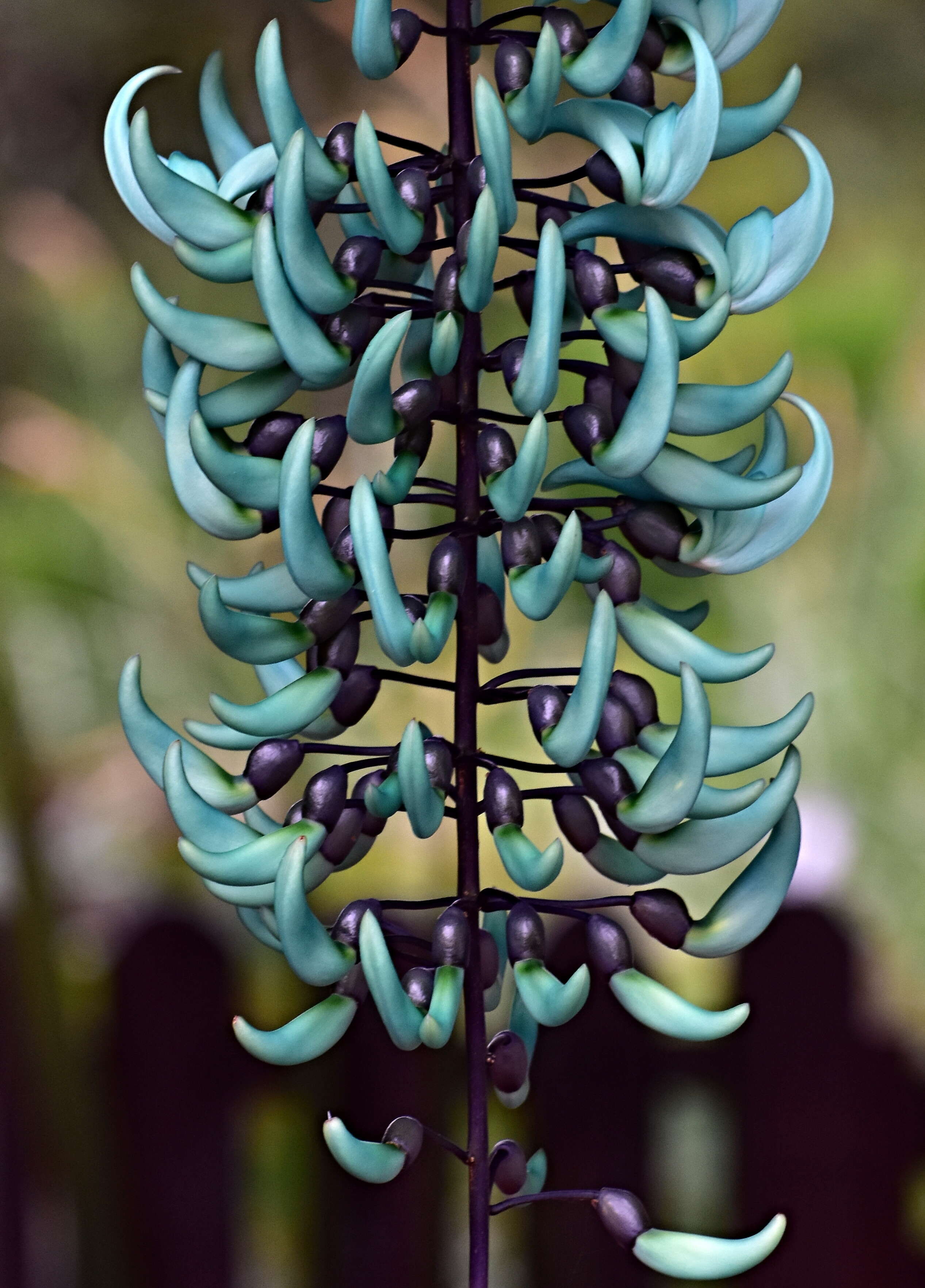 Image of Jade Vine