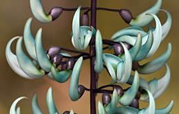 Image of Jade Vine