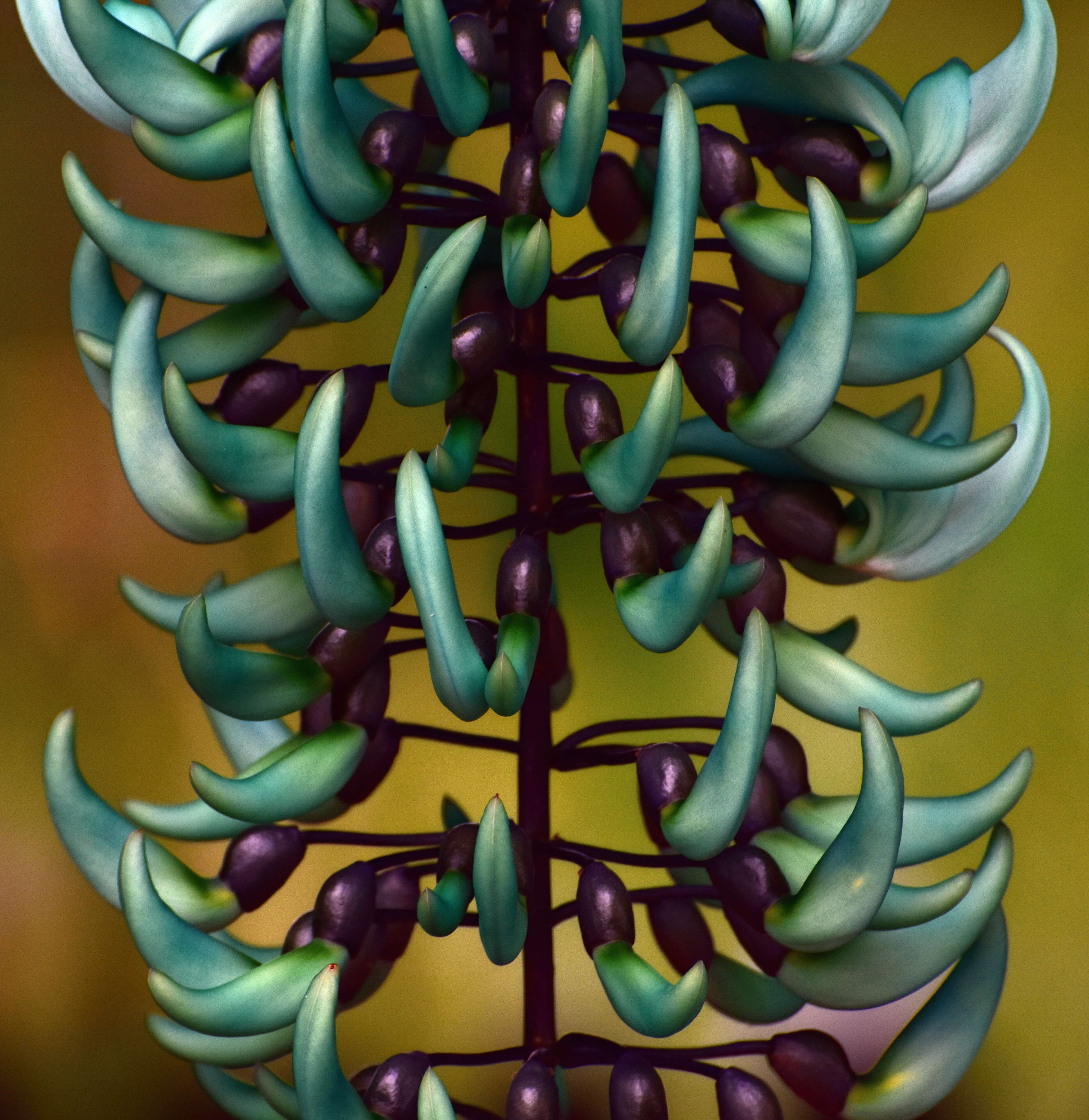 Image of Jade Vine