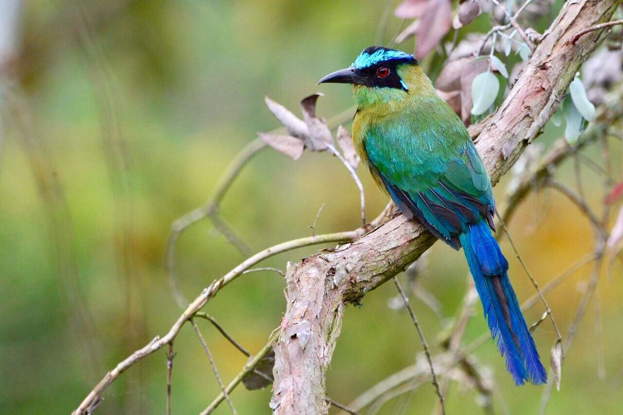 Image of Andean Motmot