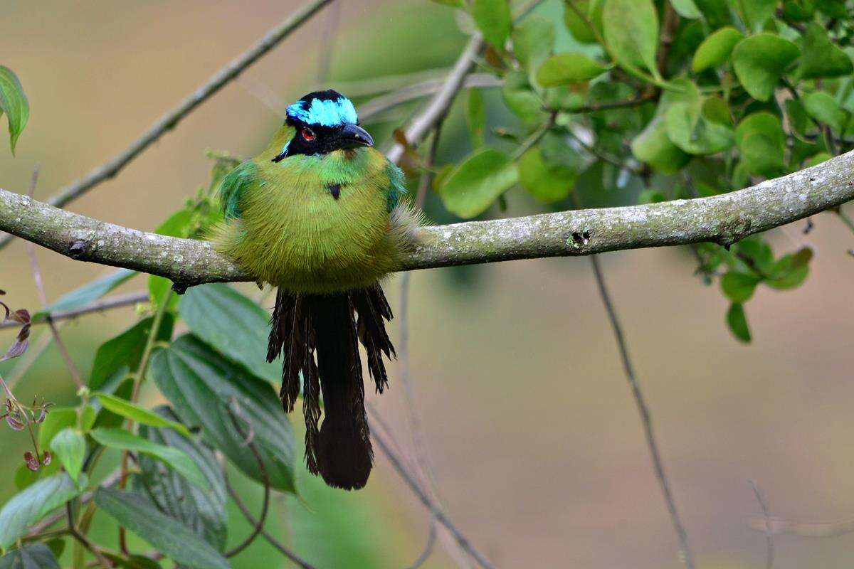 Image of Andean Motmot