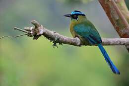 Image of Andean Motmot