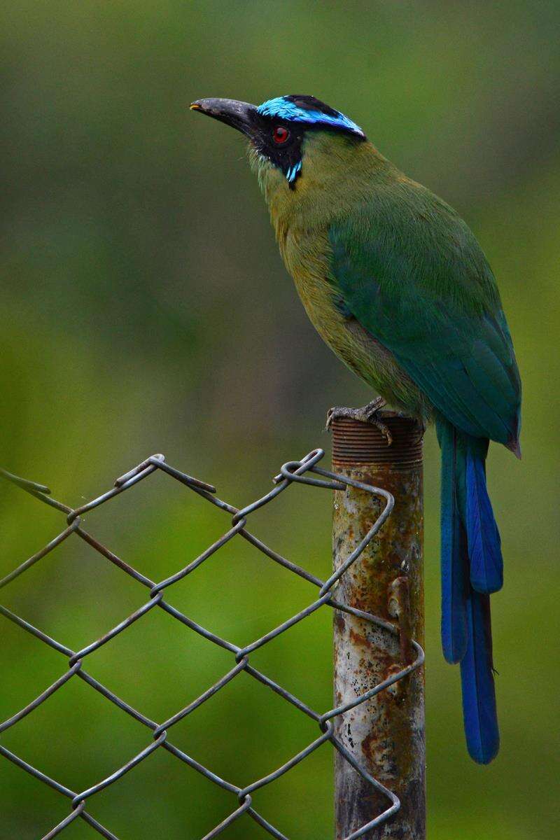 Image of Andean Motmot