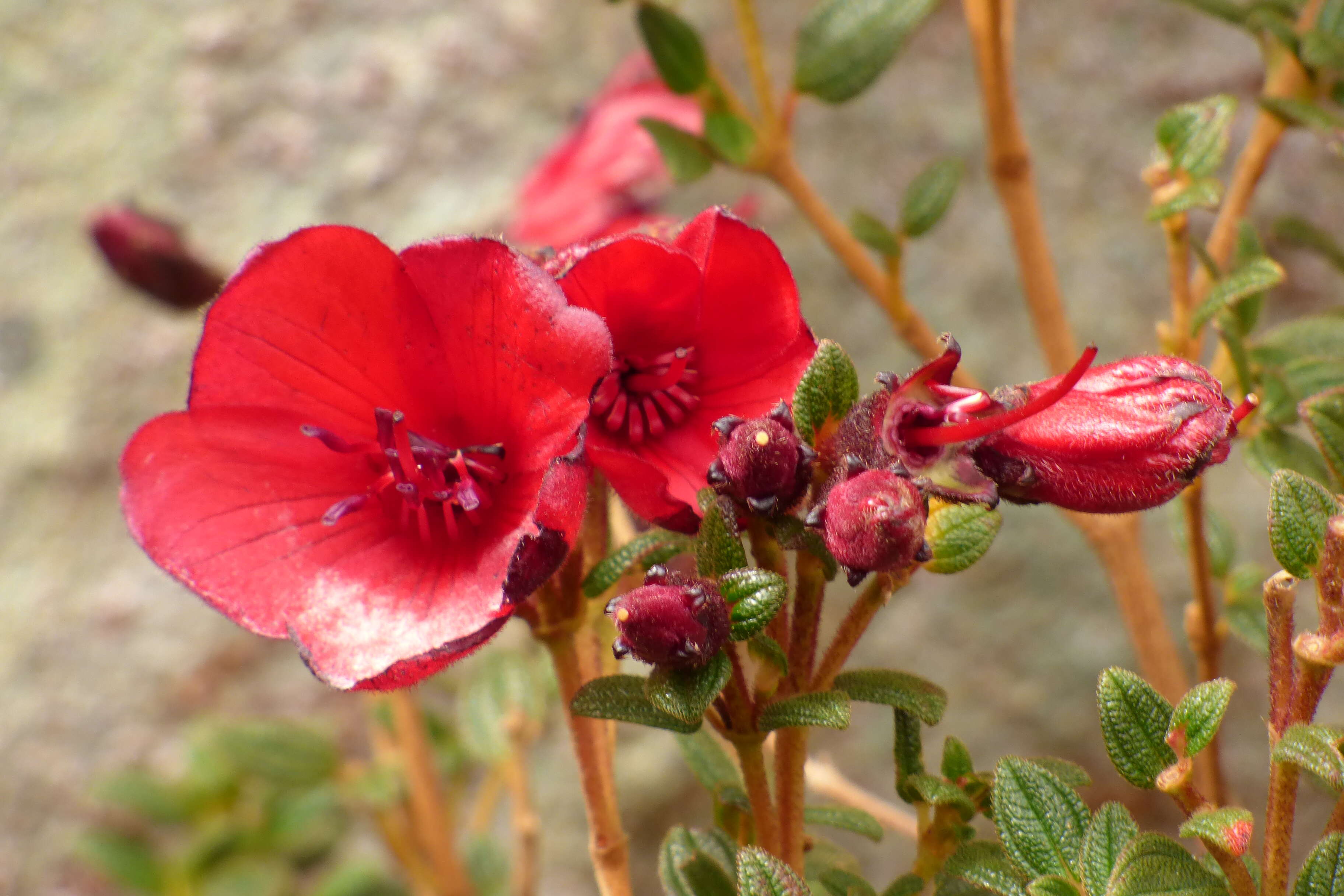 Sivun Tibouchina grossa (L. fil.) Cogniaux kuva