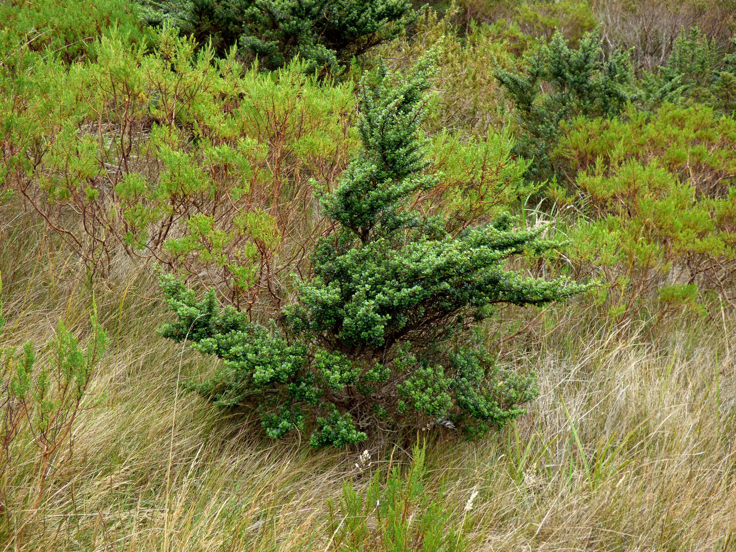 Escallonia myrtilloides L. fil. resmi