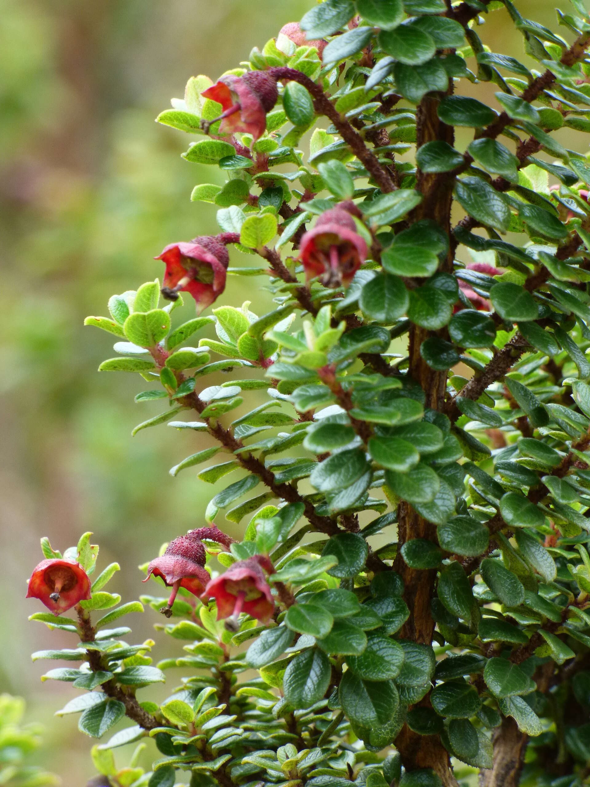 Escallonia myrtilloides L. fil. resmi