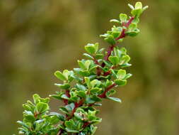 Escallonia myrtilloides L. fil. resmi