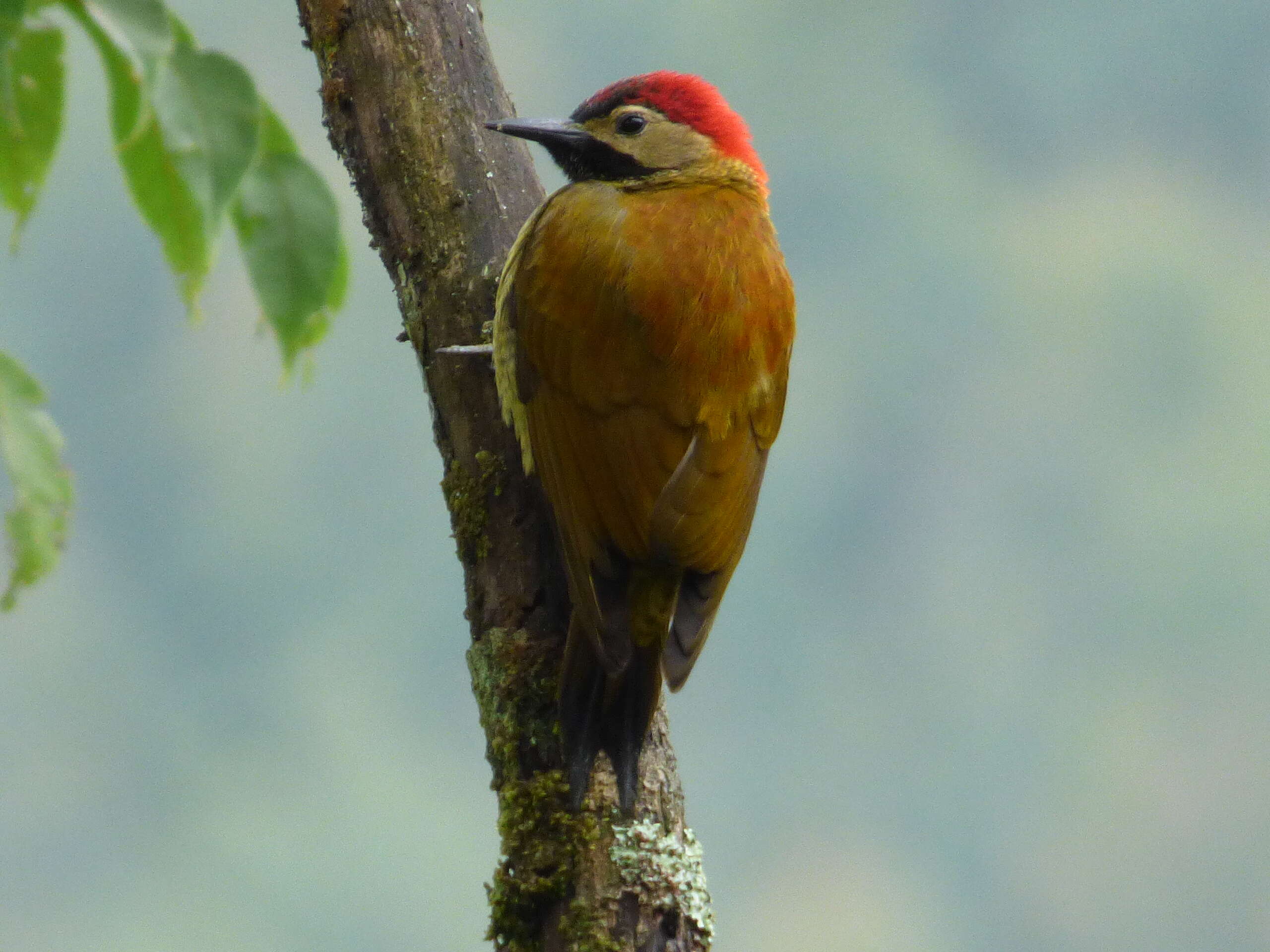 Image of Golden-olive Woodpecker