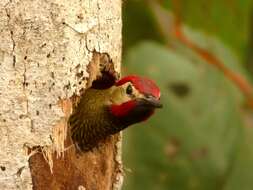 Image of Golden-olive Woodpecker