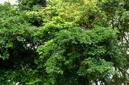 Image of wild tamarind
