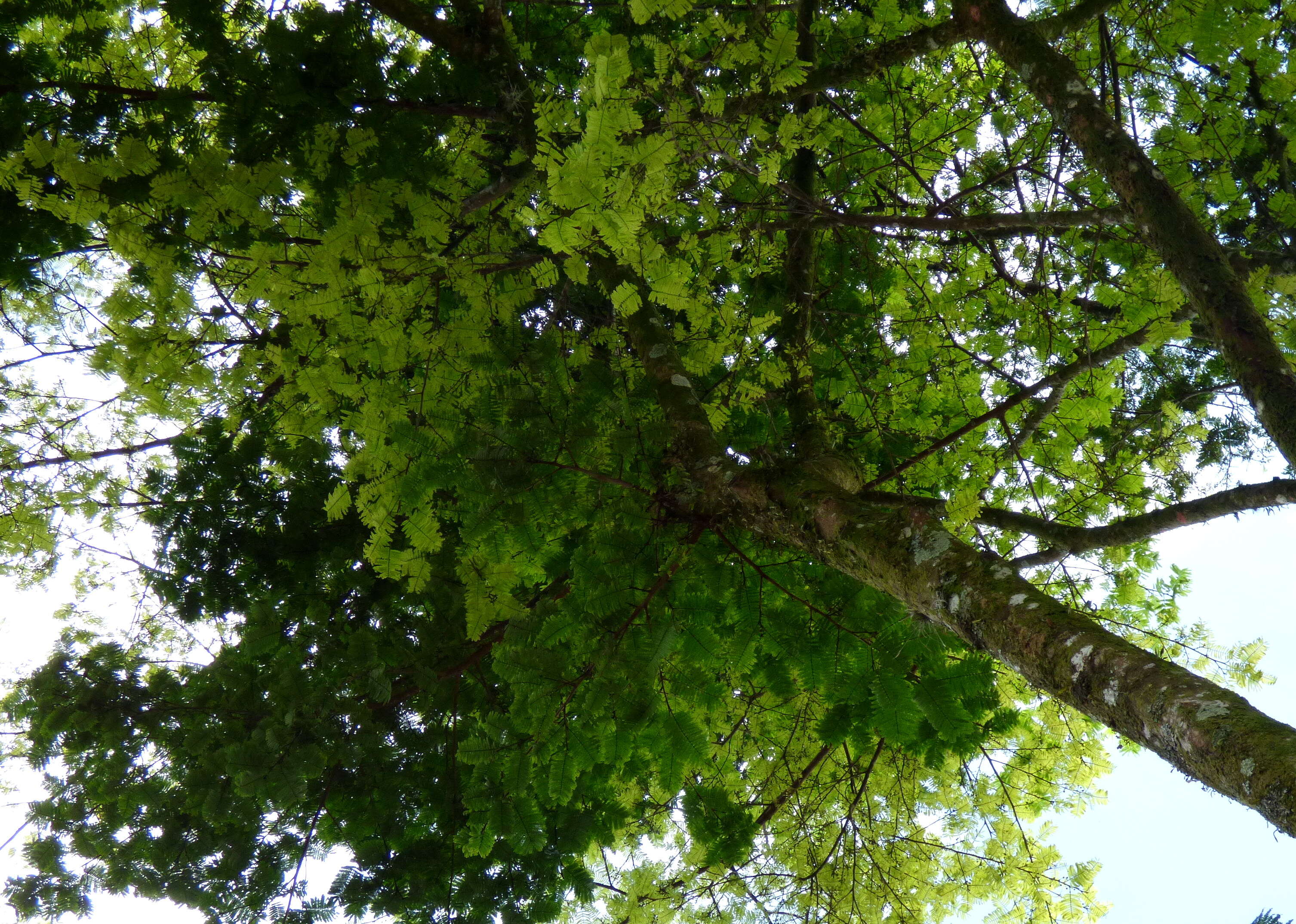 Image of wild tamarind