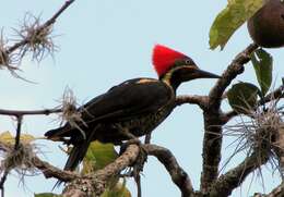 Imagem de Pica-pau-de-banda-branca