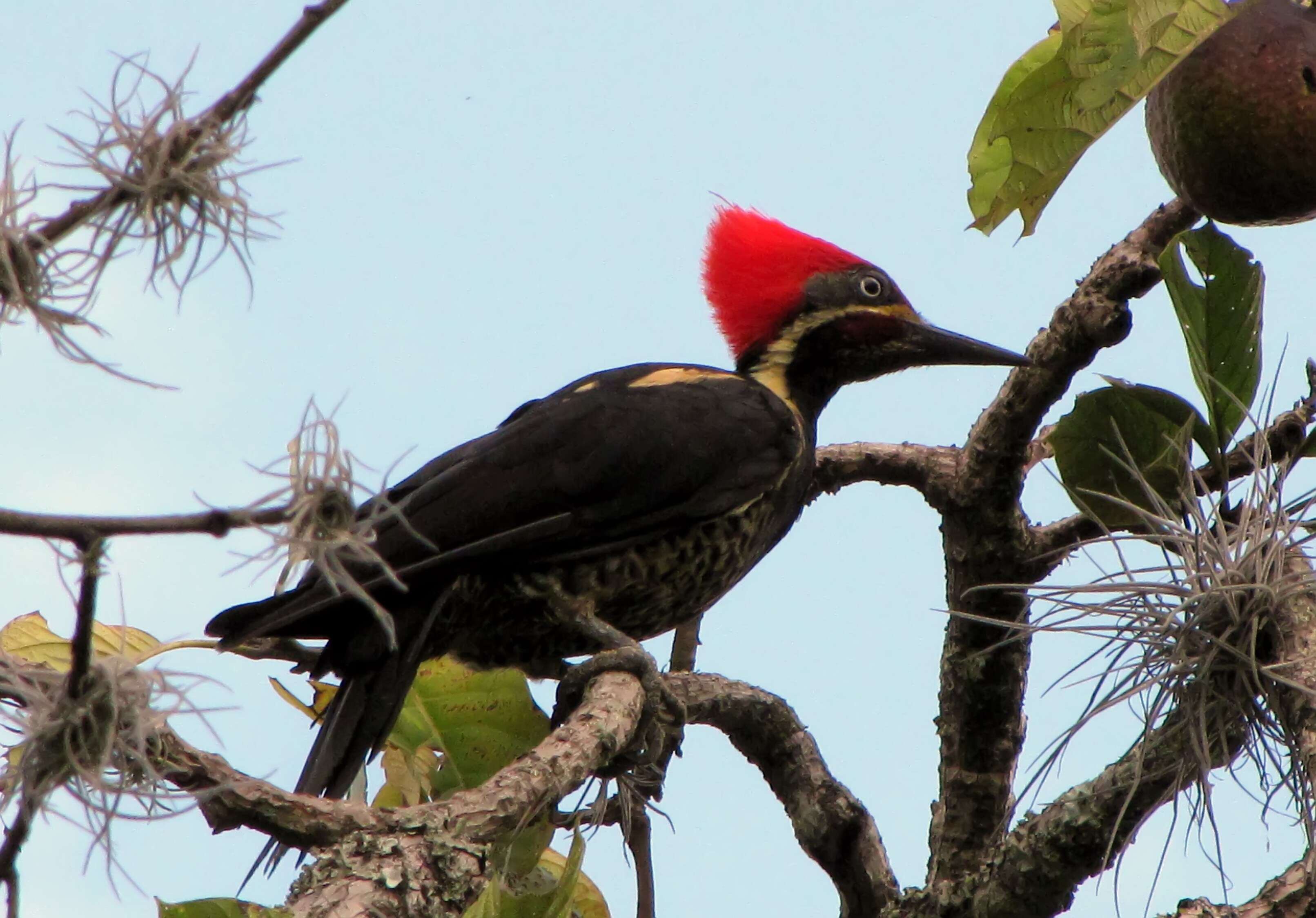 Image of Lineated Woodpecker