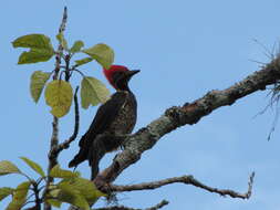 Image of Lineated Woodpecker