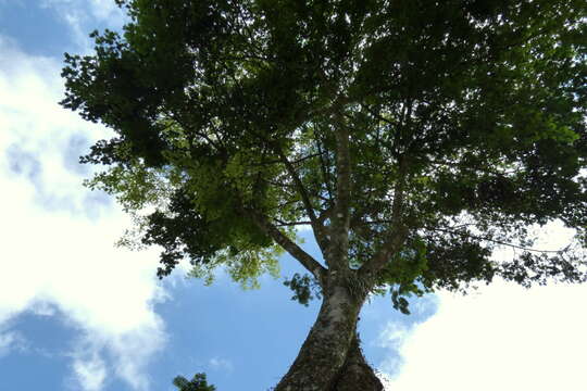 Image of wild tamarind