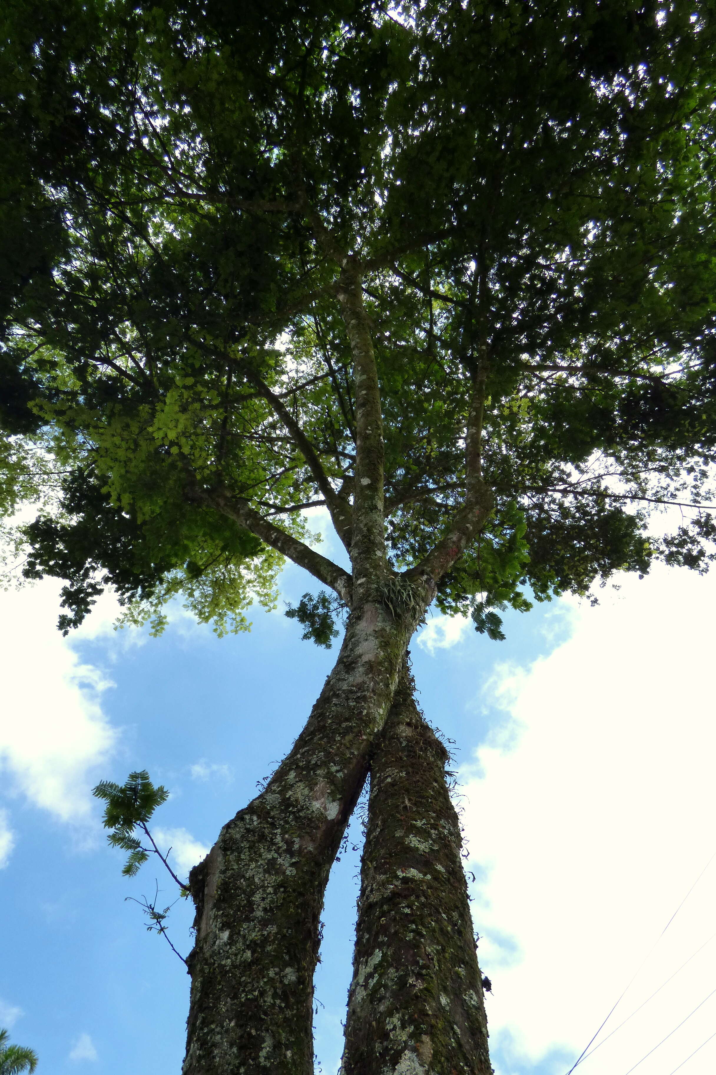 Image of wild tamarind