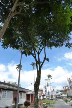 Image of wild tamarind