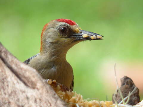 Image of Red-crowned Woodpecker