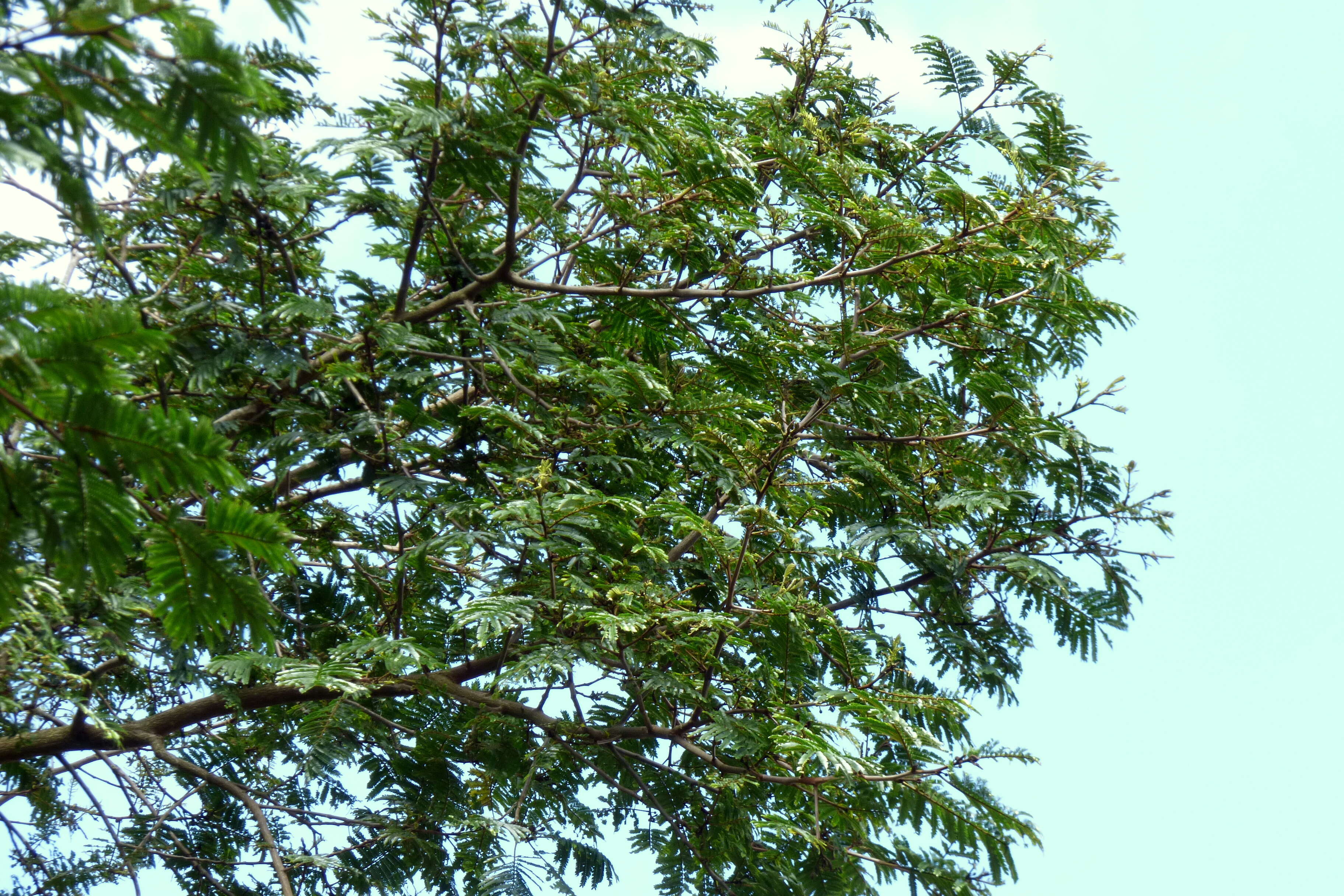 Image of wild tamarind