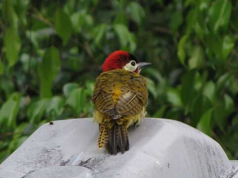 Image of Spot-breasted Woodpecker