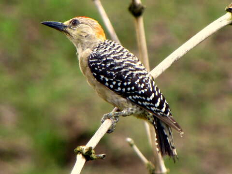 Image of Red-crowned Woodpecker