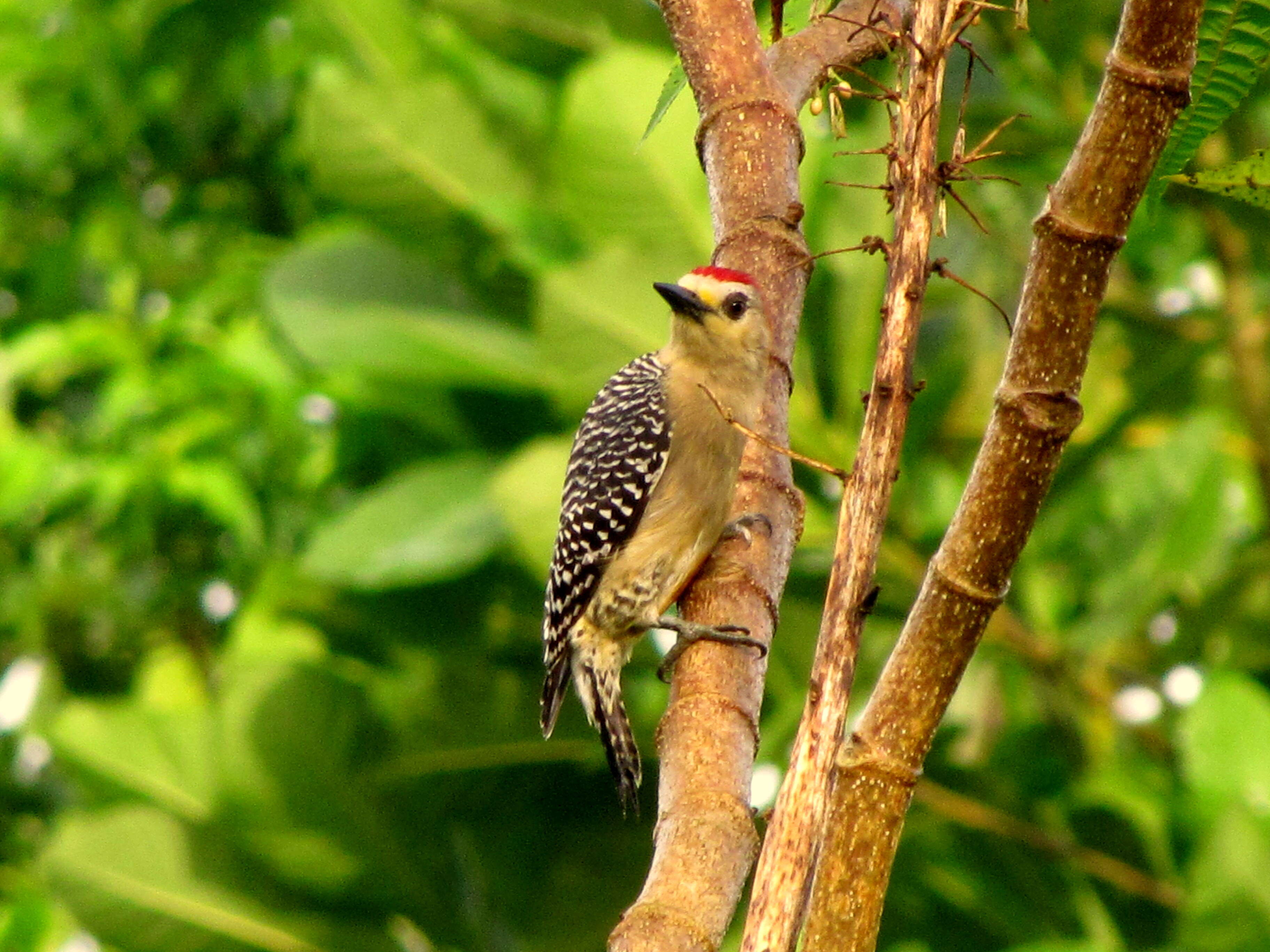 Image of Red-crowned Woodpecker