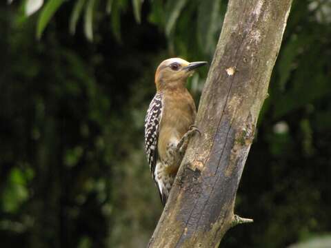 Image of Red-crowned Woodpecker