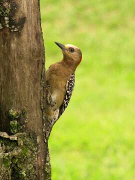 Image of Red-crowned Woodpecker