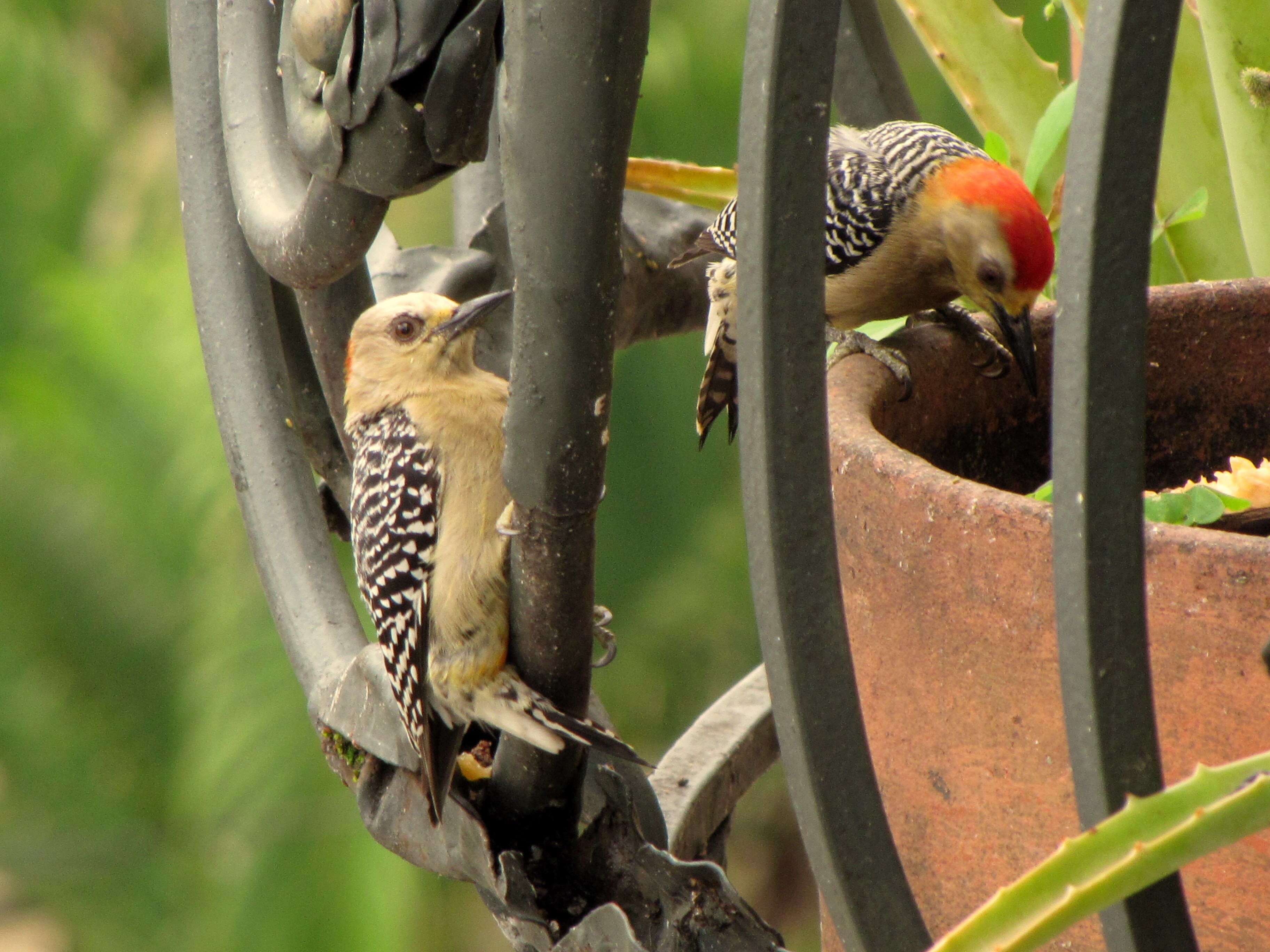 Image of Red-crowned Woodpecker