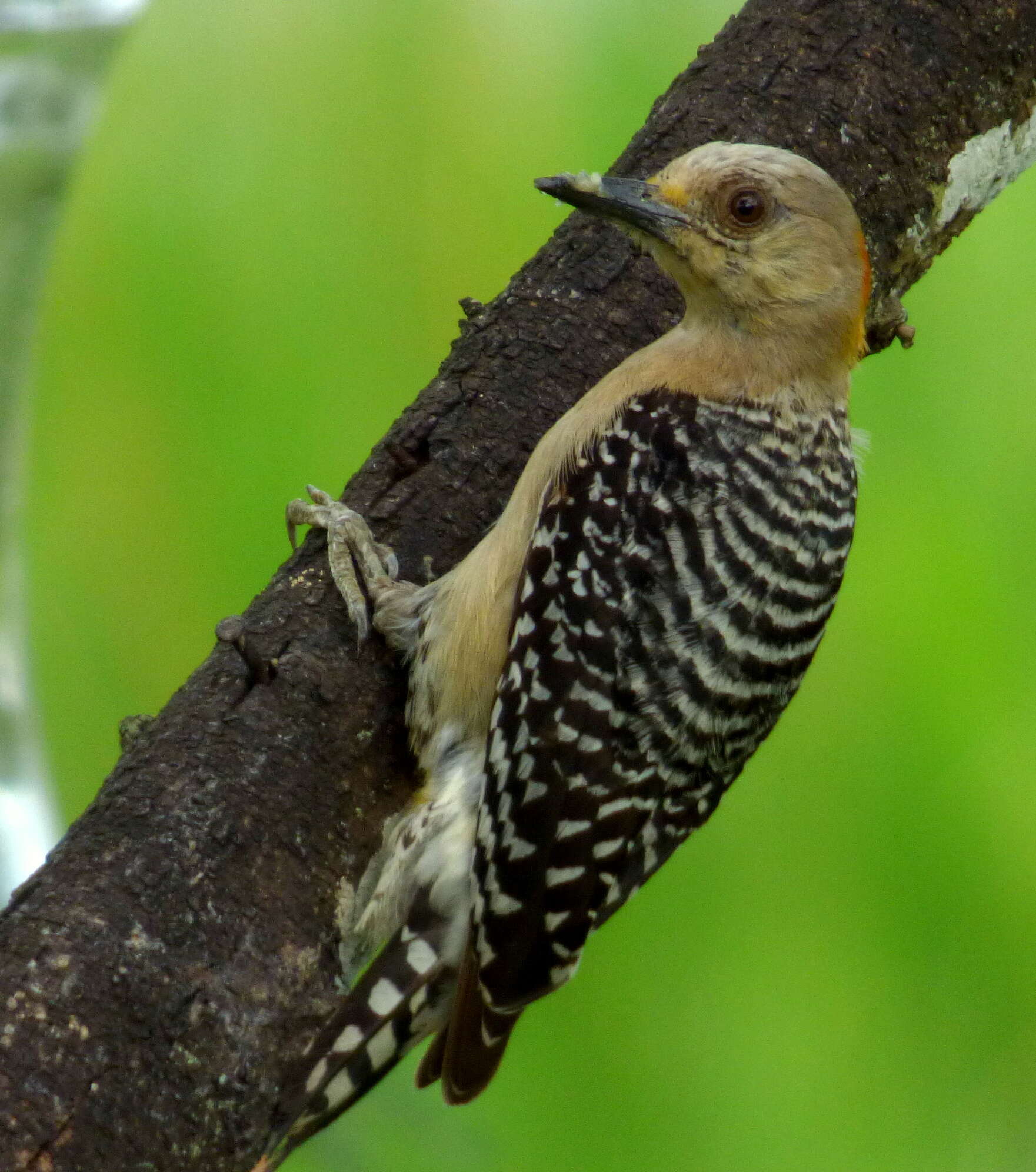 Image of Red-crowned Woodpecker