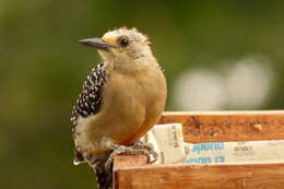 Image of Red-crowned Woodpecker