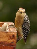 Image of Red-crowned Woodpecker