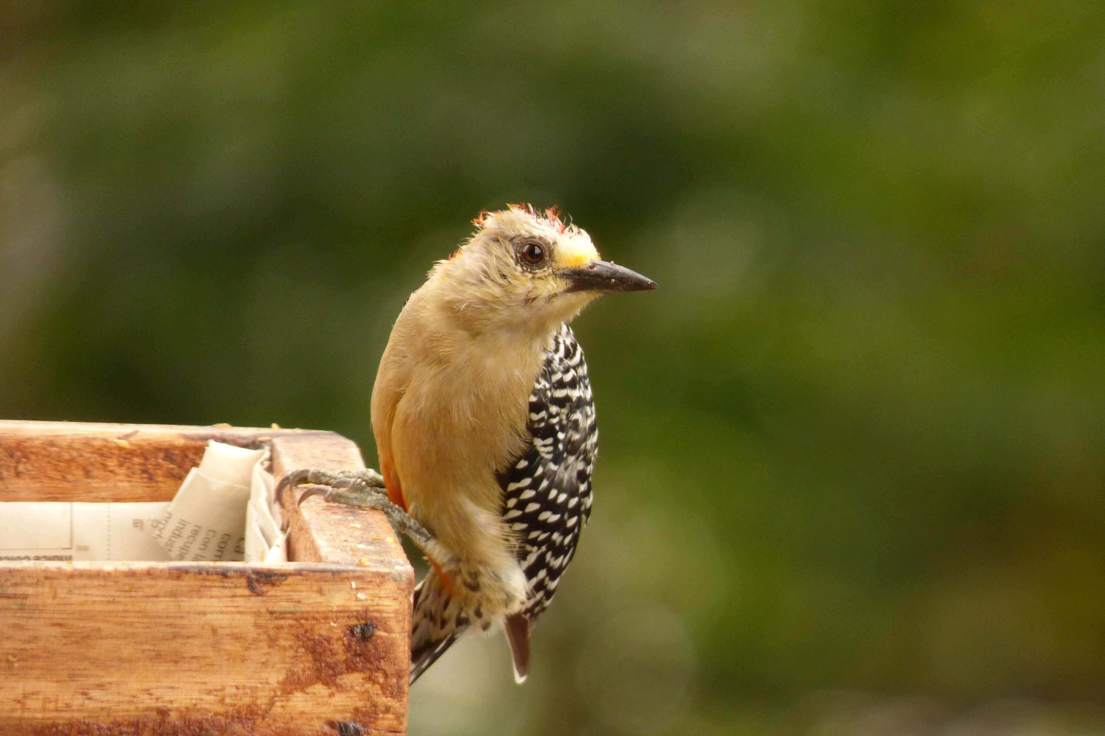 Image of Red-crowned Woodpecker