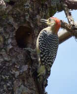 Image of Red-crowned Woodpecker