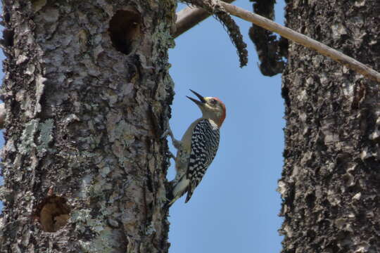 Image of Red-crowned Woodpecker